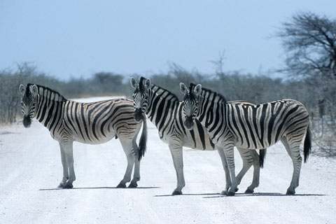 https://www.transafrika.org/media/Bilder Namibia/zebra.jpg